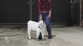 Load and play video in Gallery viewer, Mushroom – Micro/Mini High-Park Heifer
