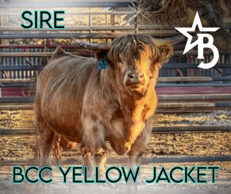 Dixie Dunn – Mid Size Heifer