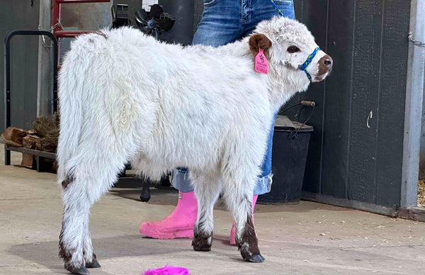 Little Graham calf