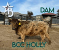 Load image into Gallery viewer, Dixie Dunn – Mid Size Heifer
