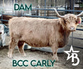 Load image into Gallery viewer, Mocha Mae – Micro / Mini Heifer
