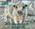 Load image into Gallery viewer, M&M – Mid Size Polled Dun Belted Heifer
