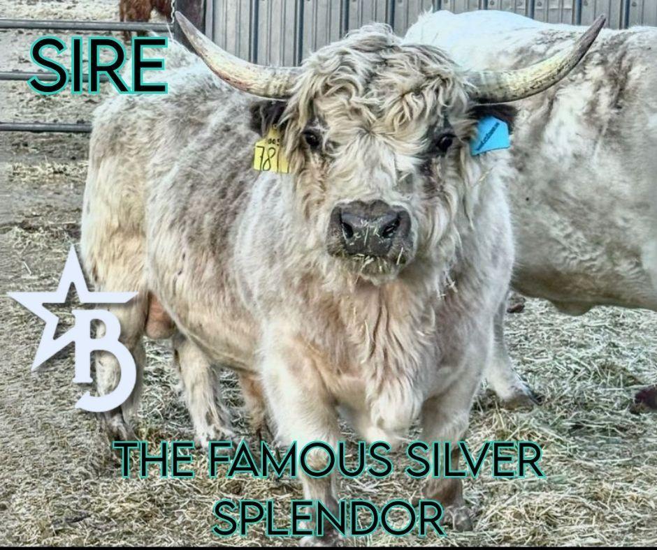 M&M – Mid Size Polled Dun Belted Heifer