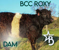 Load image into Gallery viewer, M&M – Mid Size Polled Dun Belted Heifer
