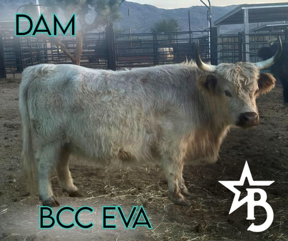 Beau – Mid Bull/Steer
