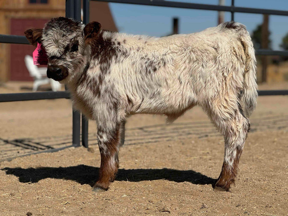 Eva's Embryo Pairings – Bougie Cattle company